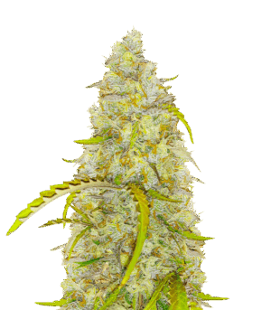 Black Herer Autoflower