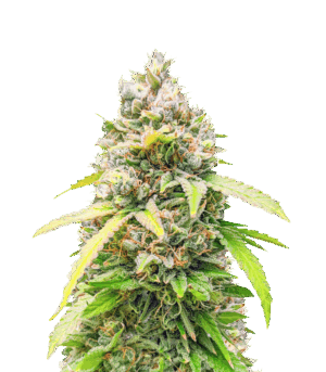 Bruce Banner Fast Version