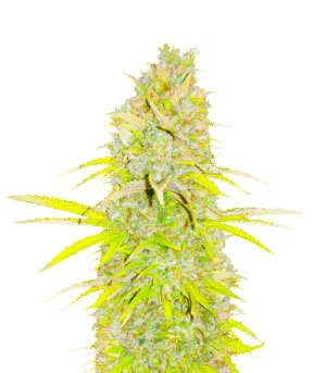 Candy Kush Fast Version