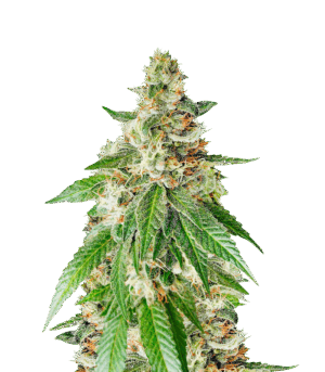 Chemdog Fast Version