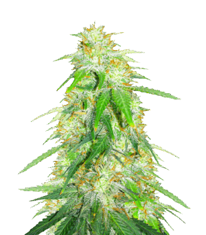 Gelato Glue Autoflower