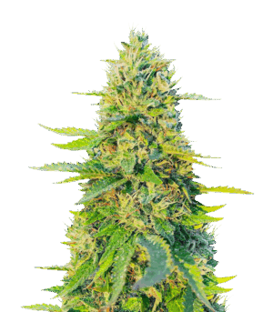 Gorilla Glue #4 Fast Version