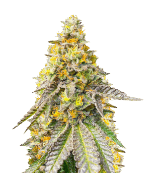 Girl Scout Cookies Fast Version