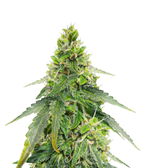 Gorilla Purple Autoflower