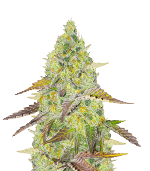 Grand Daddy Purple Fast Version