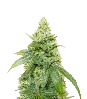 Gummy Skunk Fast Version