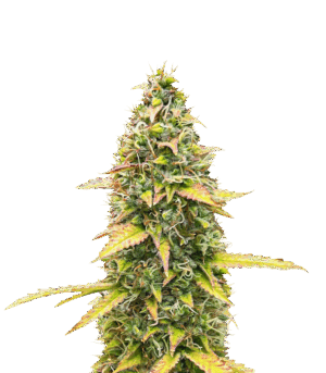 Kosher Kush 66 Autoflower