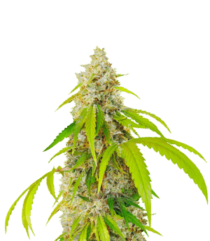 OG Kush Fast Version