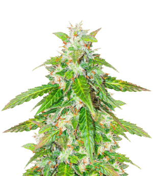 Quarter Pounder Autoflower