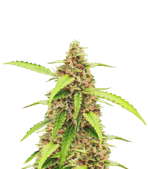 Scarlet Skunk Autoflower