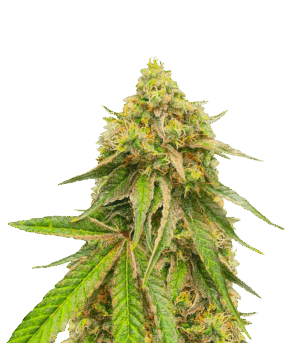 Watermelon Zkittlez Fast Version