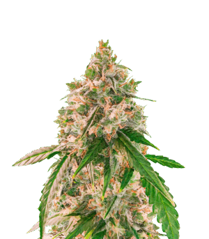 Wedding Cake Autoflower