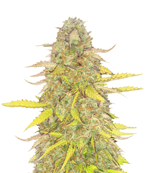 Acid Rain Autoflower