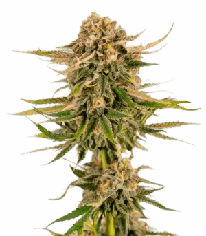 Baby Runtz Autoflower