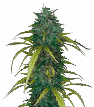 Dos-Si-Dos Cookies Autoflower