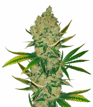 Easy Runtz Autoflower