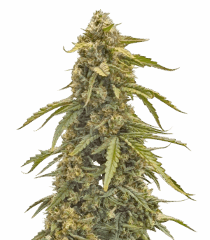 G4 Cookies Autoflower