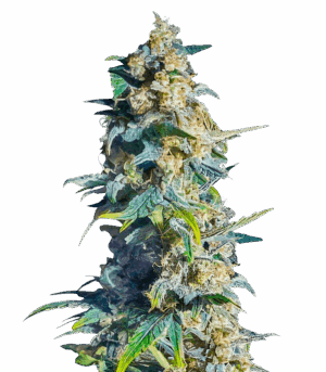 Gorilla 4 Autoflower