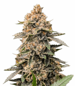 Grease Monkey Autoflower