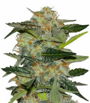 Mystical Autoflower
