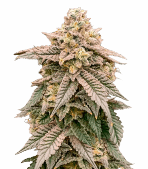 Sweet Biscotti Autoflower